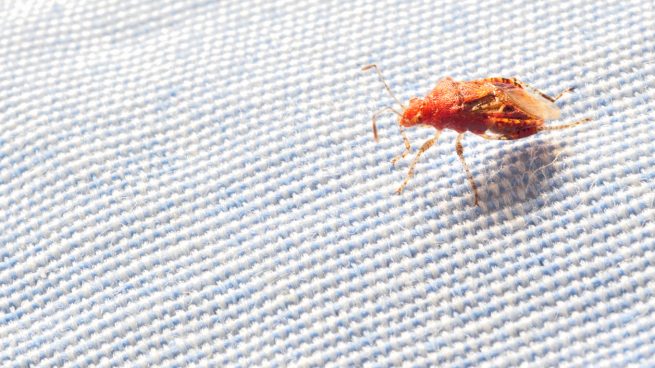 control-plagas-sevilla