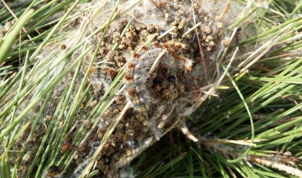 control-plagas-sevilla